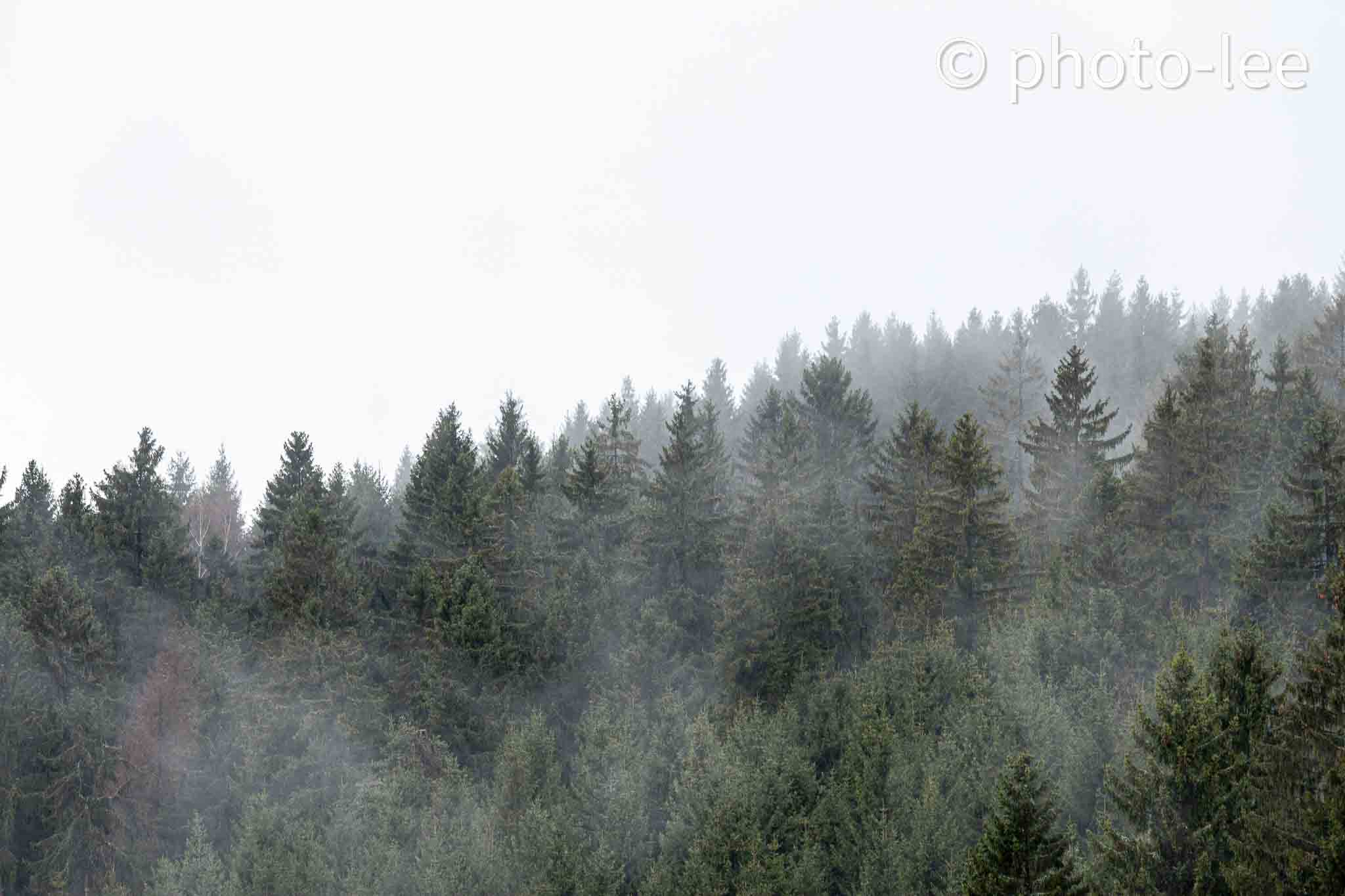 Eine Nebelwand schlängelt sich durch die Bäume